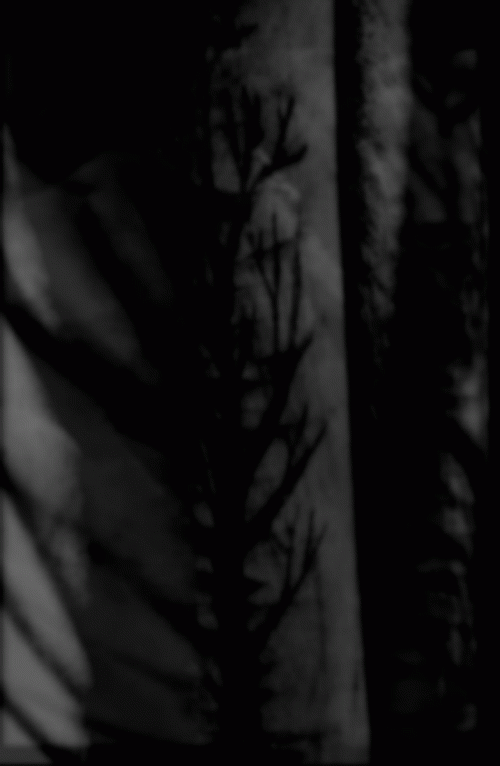 Left Alone... : With Black Branches.. Scars and Wounds, the Painful Memories...